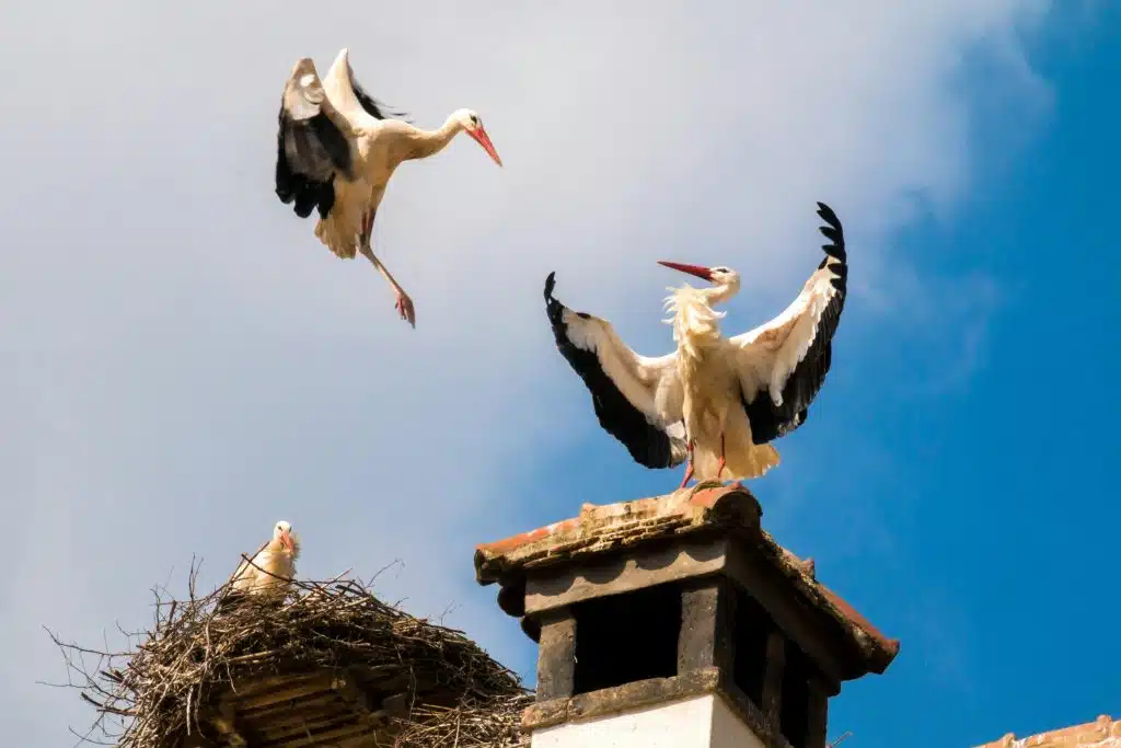 Vogelnest Verwijderen